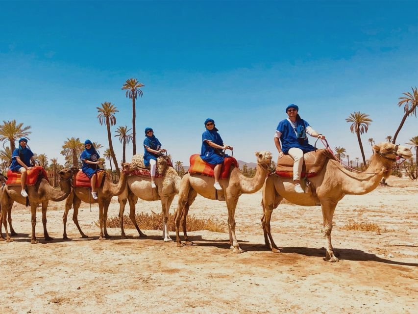Balade à dos de chameau Palmeraie